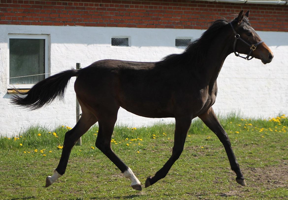 Mecklenburger Sweet Pea E (Ærten) - 1 Maj og næsten 1 år gammel. billede 1