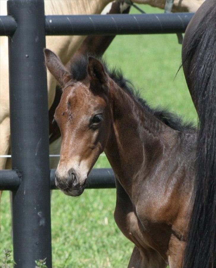 Mecklenburger Sweet Pea E (Ærten) - Lille pigen i Sverige. billede 2
