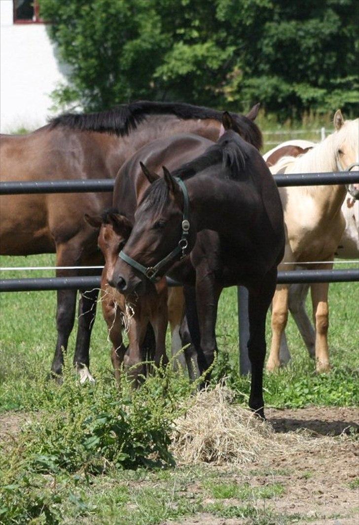 Mecklenburger Sweet Pea E (Ærten) billede 3