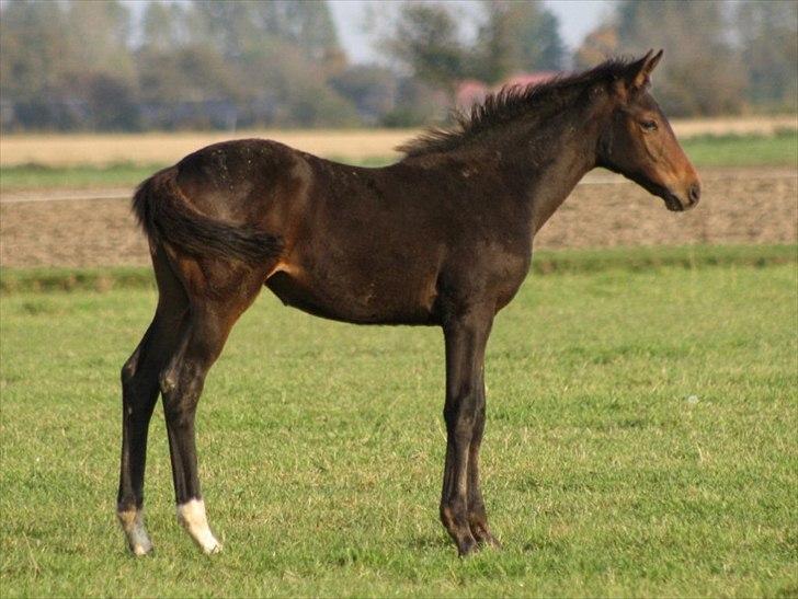 Mecklenburger Sweet Pea E (Ærten) billede 4