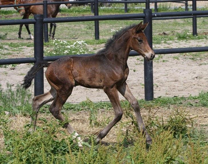 Mecklenburger Sweet Pea E (Ærten) billede 5