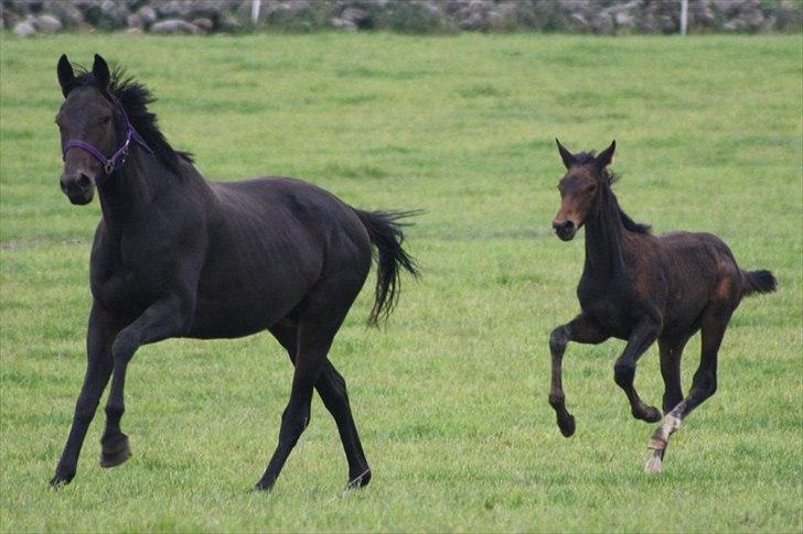 Mecklenburger Sweet Pea E (Ærten) billede 6