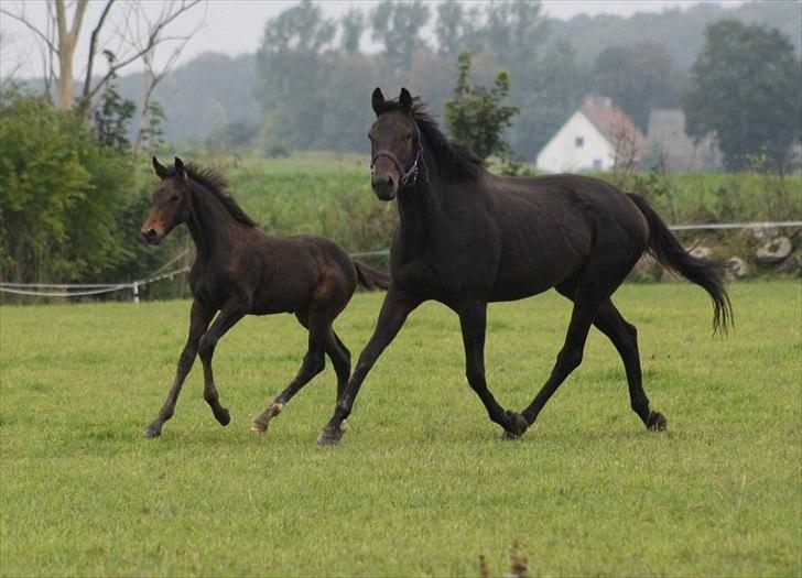 Mecklenburger Sweet Pea E (Ærten) billede 7