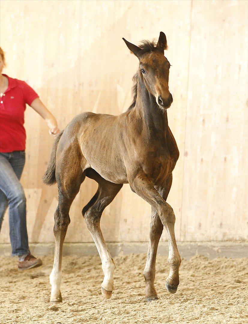 Mecklenburger Sweet Pea E (Ærten) - Skue i Tyskland 2011 billede 8