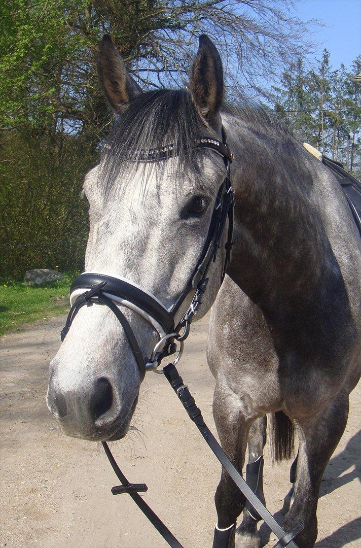 Holstener Colt 45 - 30.04.12 billede 2