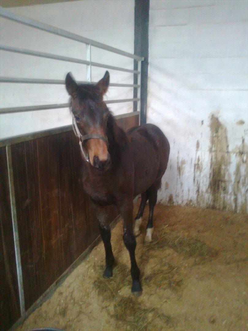 Mecklenburger Sweet Pea E (Ærten) - Kun været i DK et par dage og forstå bestemt ingen ting og slet ikke Dansk. billede 9