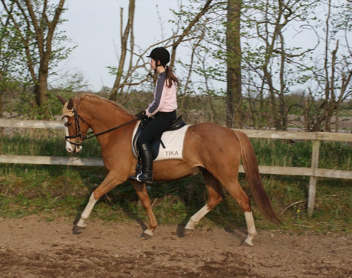 DSP Hyldtoft´s Kika Bredager - Nyt den 01.05.12 Sara og Kika  billede 19
