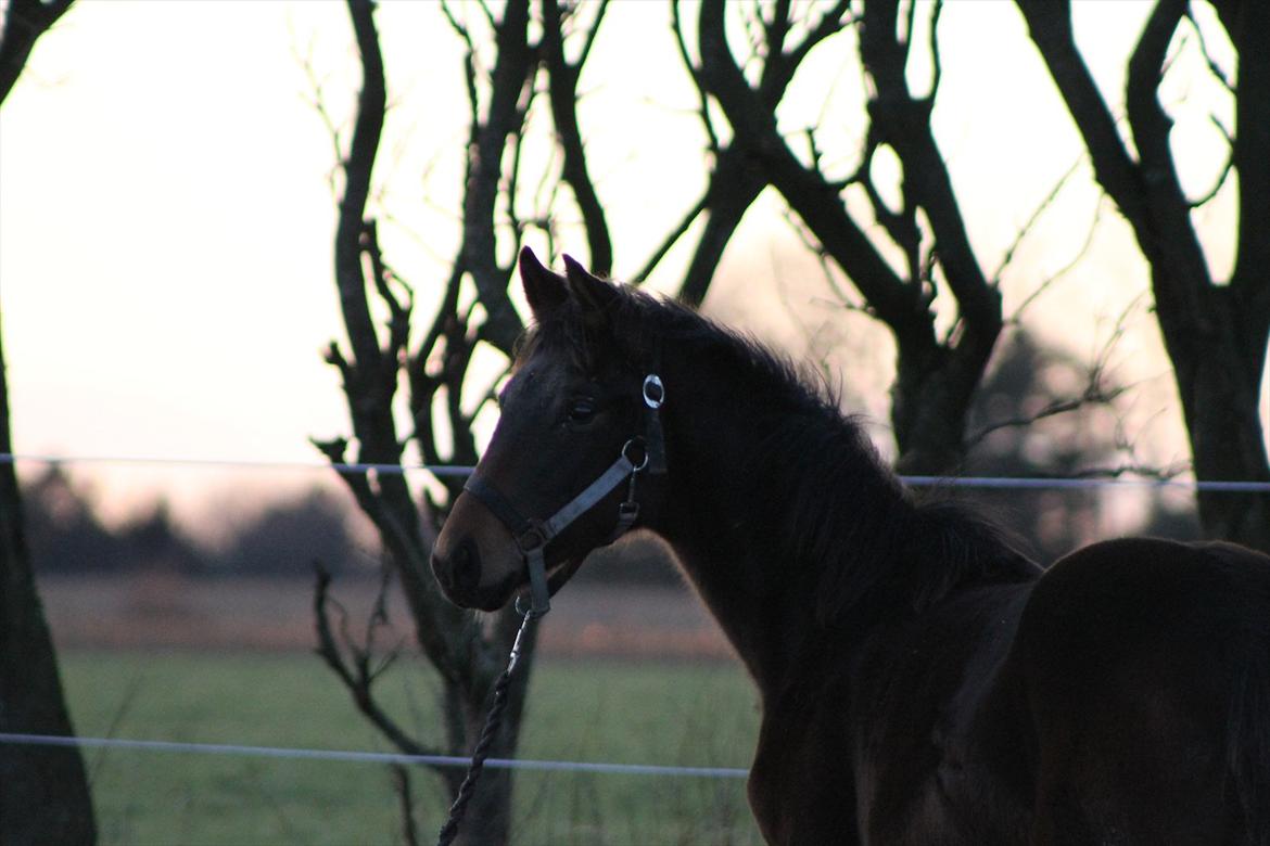 Mecklenburger Sweet Pea E (Ærten) billede 10