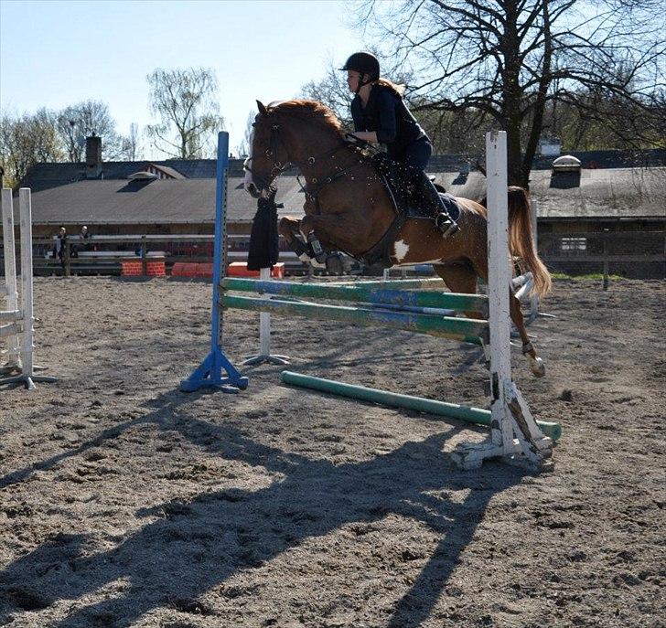 Hollandsk Sportspony Ferrari billede 12