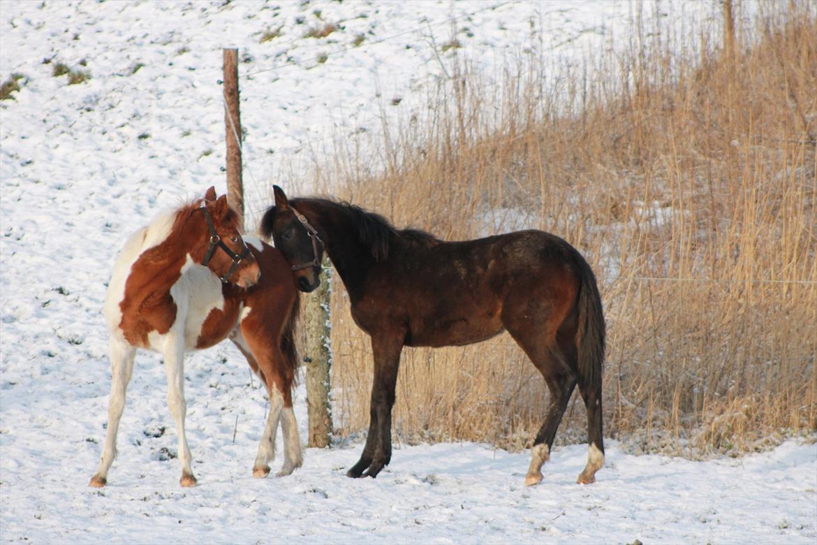 Mecklenburger Sweet Pea E (Ærten) - Mig og min ven Morgan. billede 11