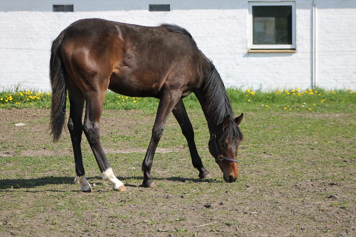 Mecklenburger Sweet Pea E (Ærten) - 1 maj 2012 billede 12