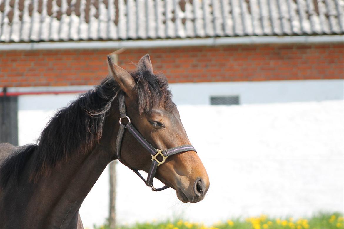 Mecklenburger Sweet Pea E (Ærten) billede 13