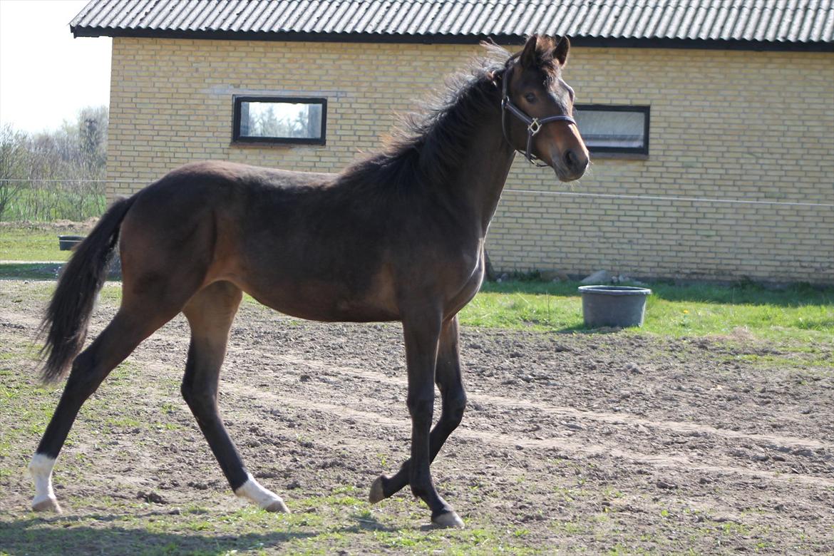 Mecklenburger Sweet Pea E (Ærten) billede 14