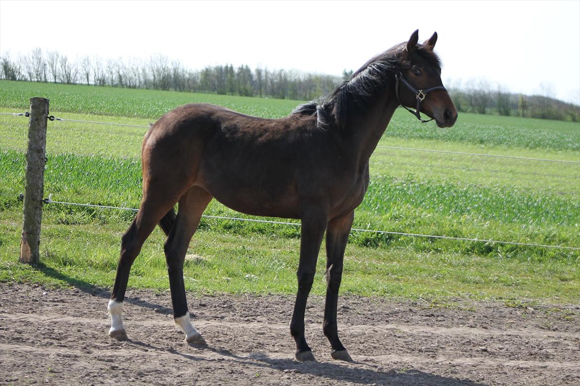 Mecklenburger Sweet Pea E (Ærten) billede 15