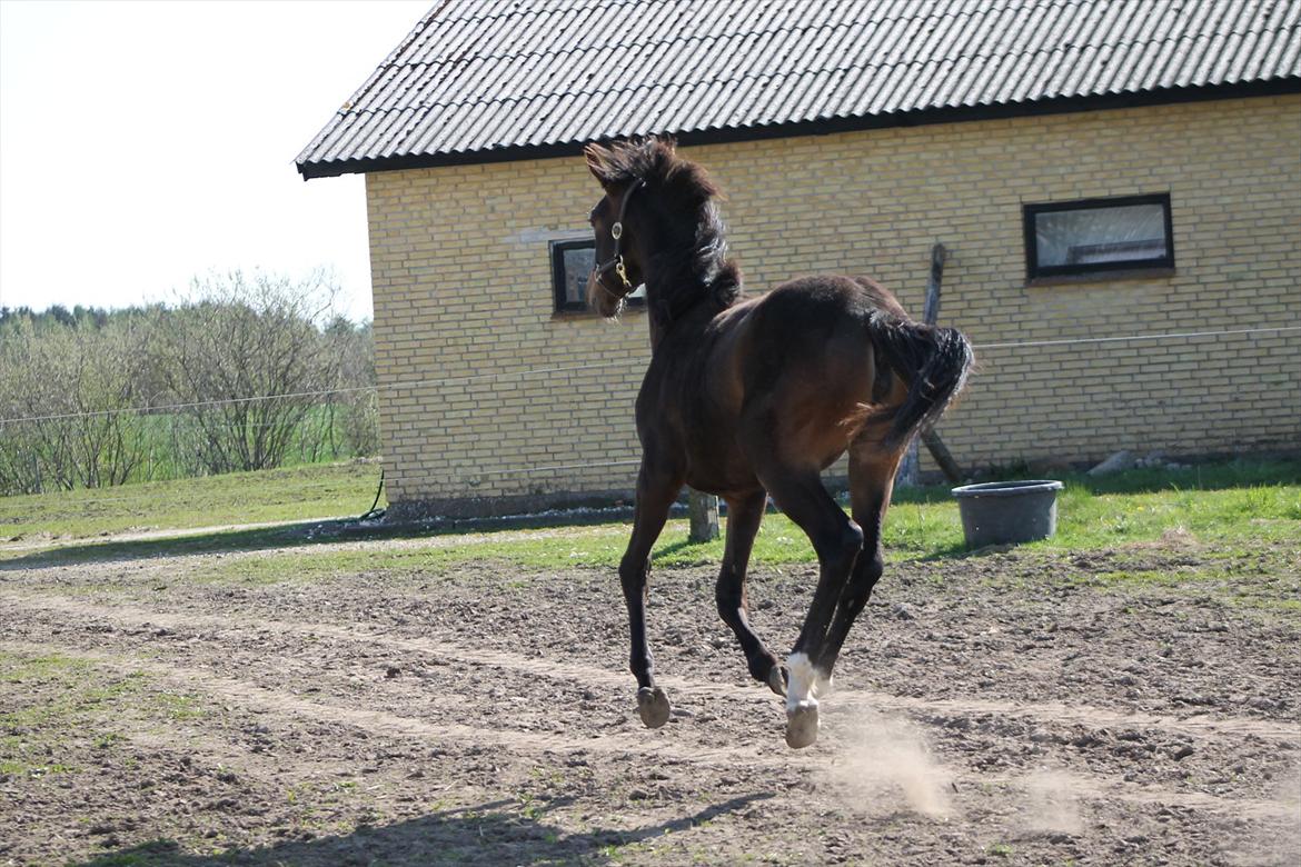 Mecklenburger Sweet Pea E (Ærten) billede 16
