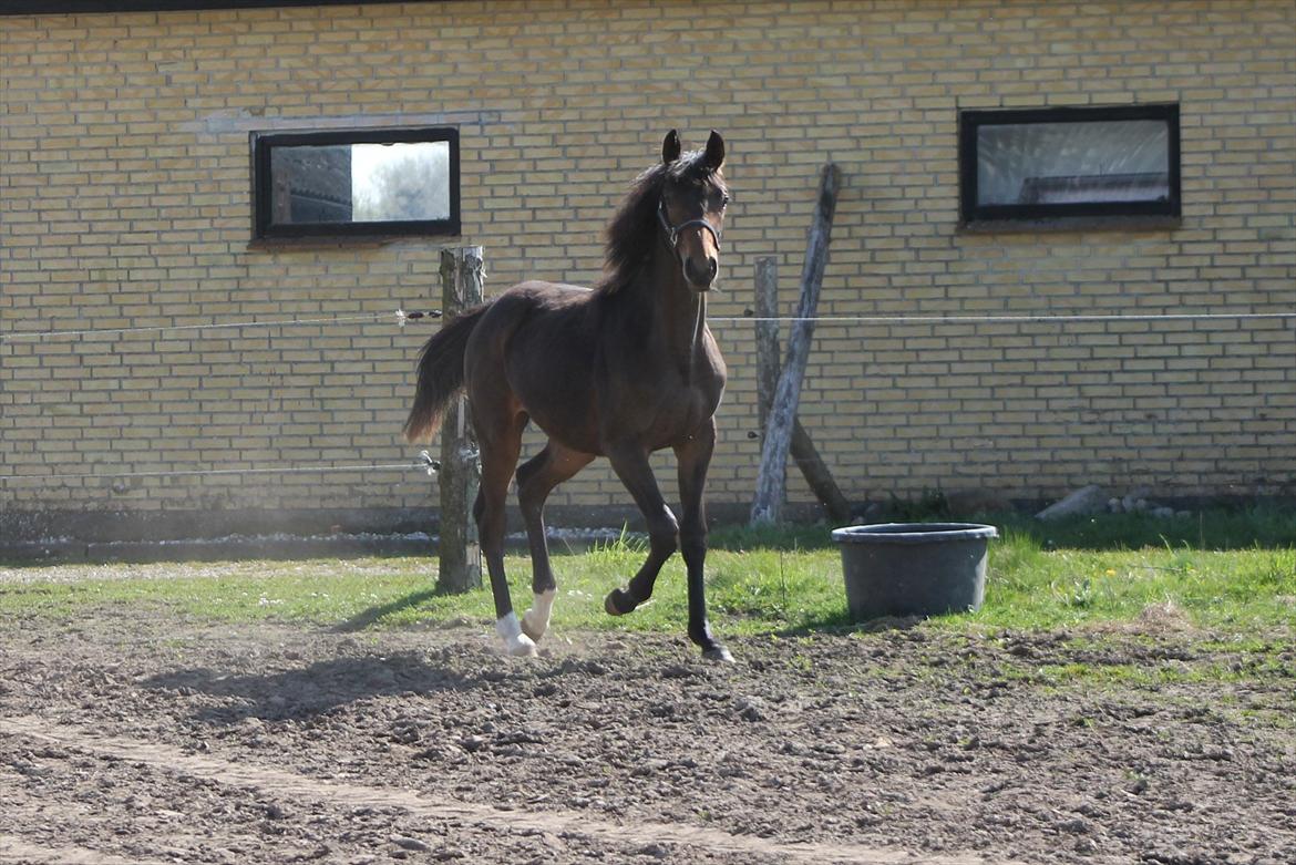 Mecklenburger Sweet Pea E (Ærten) billede 17