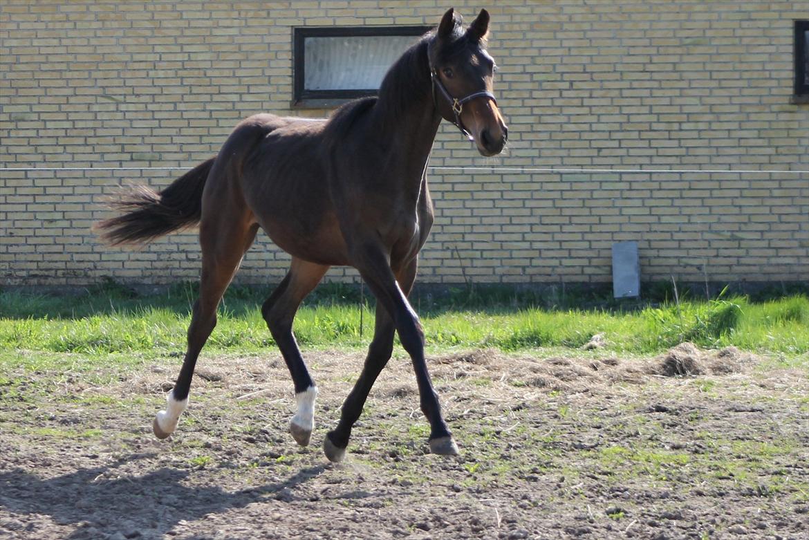 Mecklenburger Sweet Pea E (Ærten) billede 18