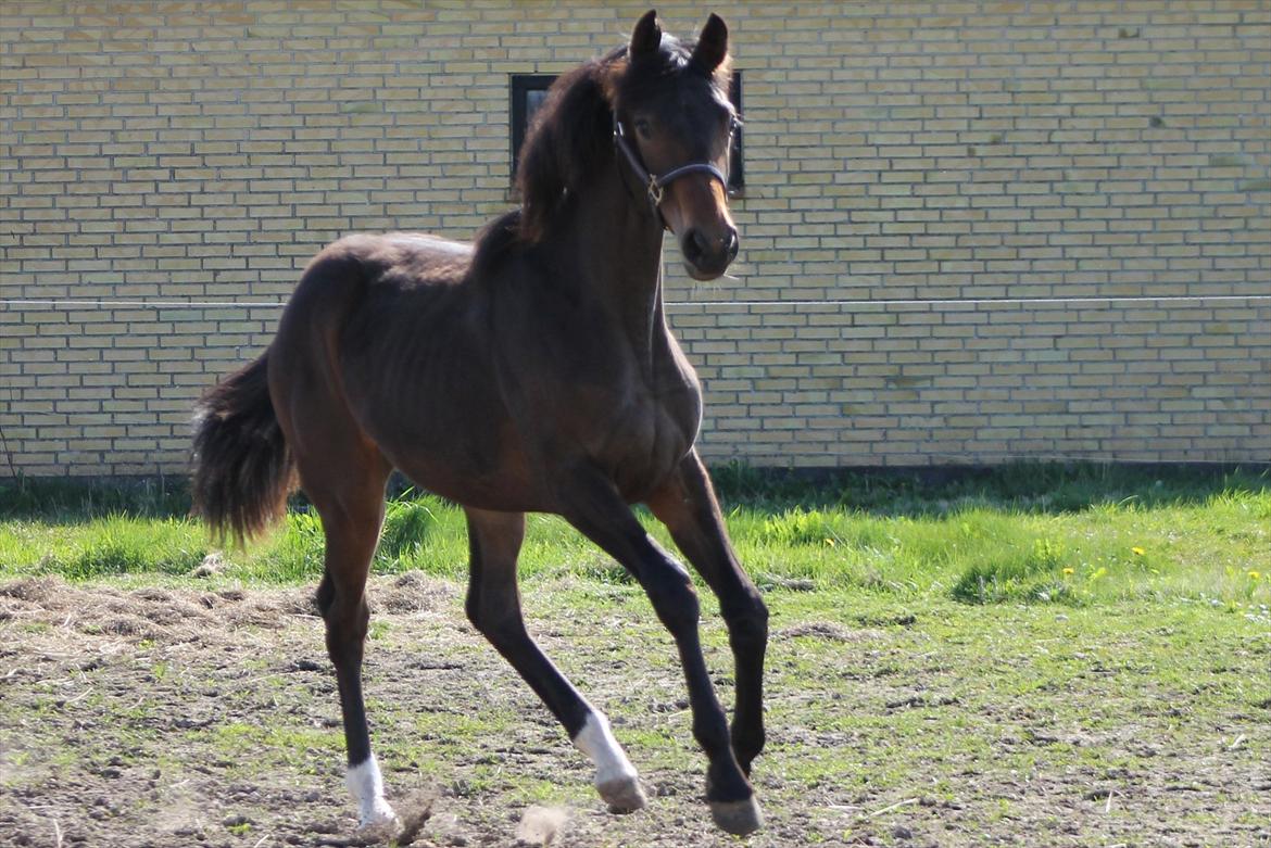 Mecklenburger Sweet Pea E (Ærten) billede 19