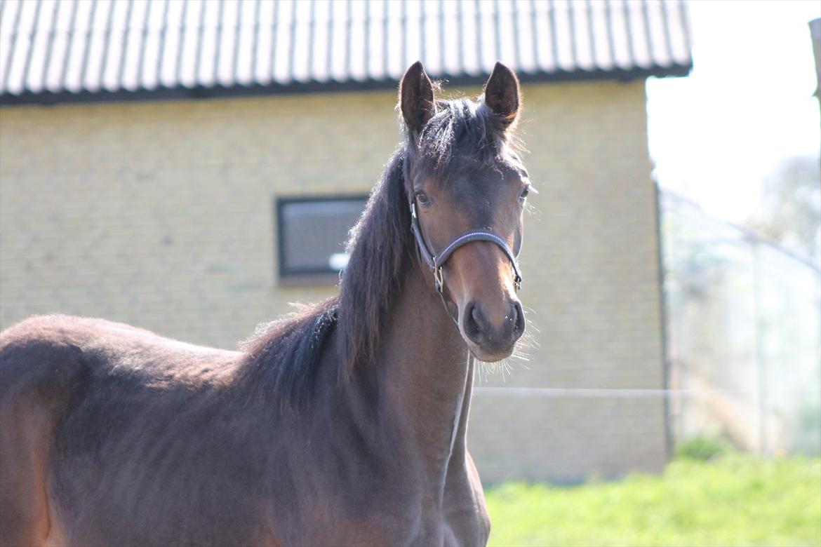 Mecklenburger Sweet Pea E (Ærten) billede 20