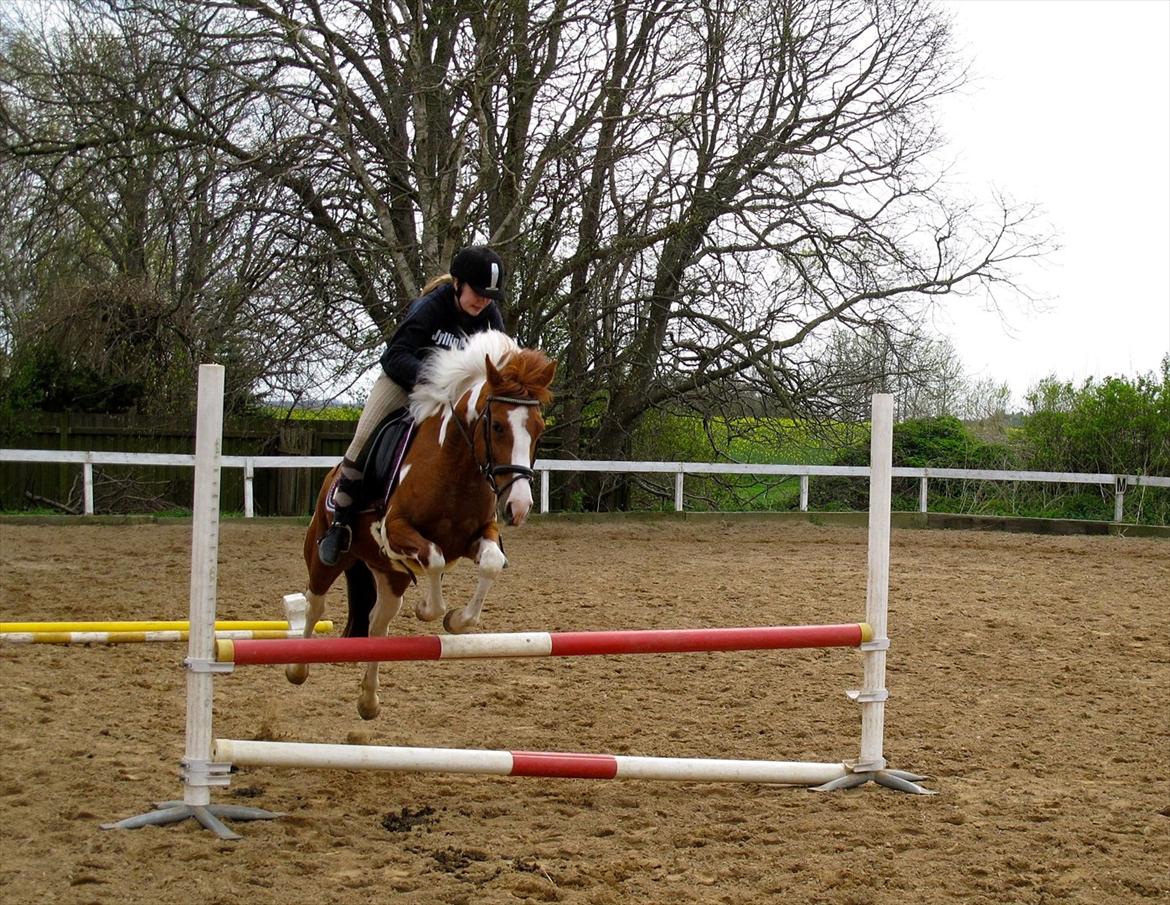 Anden særlig race Sheeba billede 19