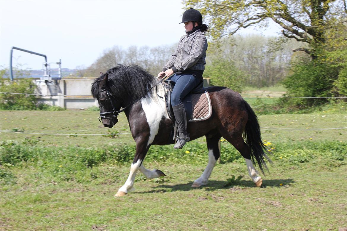 Anden særlig race Spike billede 17
