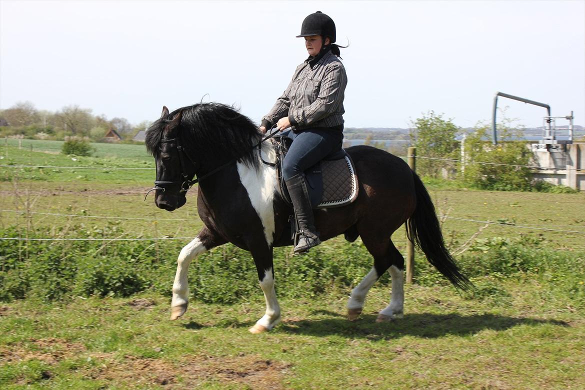 Anden særlig race Spike billede 19