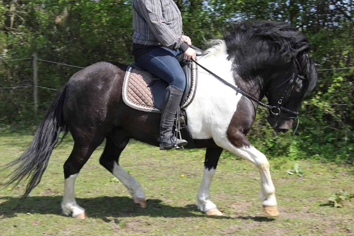 Anden særlig race Spike billede 18