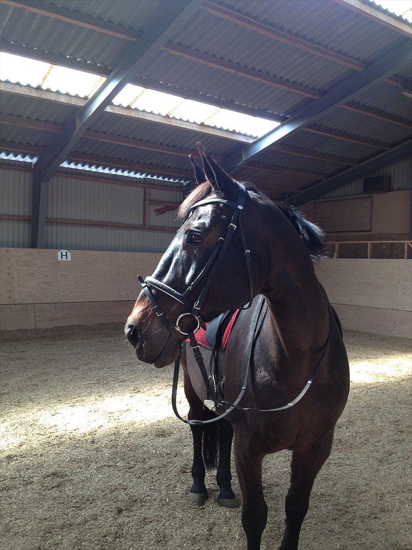 Oldenborg Lady billede 8