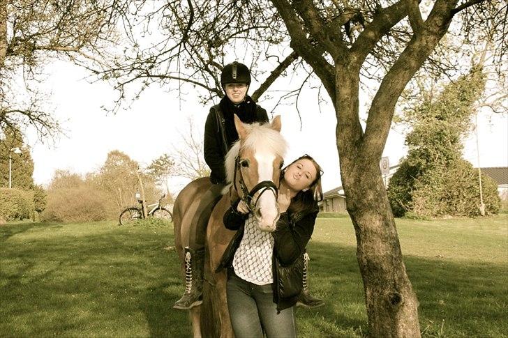 Haflinger Sally - Allersidste dag på Sally - gik en lang tur sammen med Frederikke, som er på billedet.
Foto: Mor billede 13