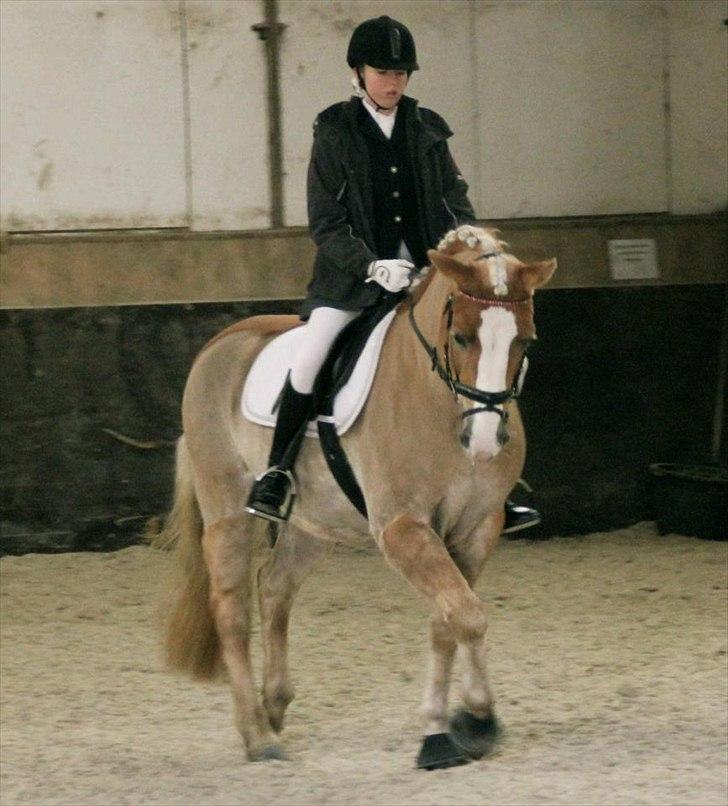 Haflinger Sally - <3
Foto: Frederikke billede 15