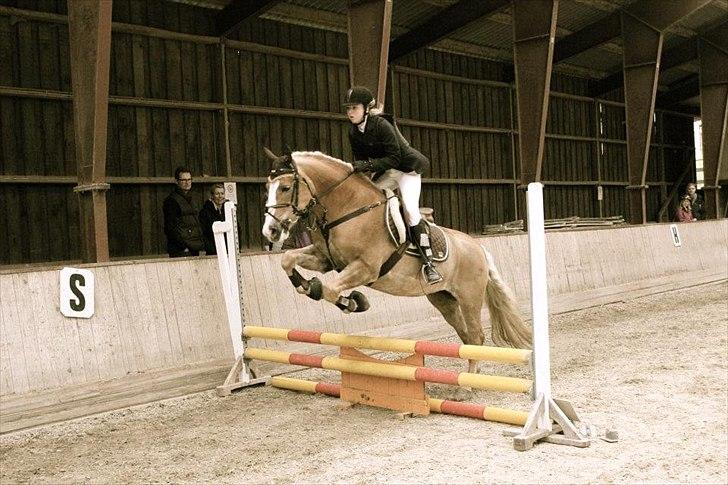 Haflinger Sally - Mit sidste springstævne på hende:-)
Foto: Victoria billede 16