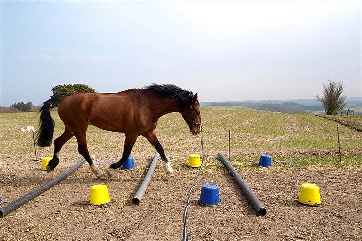Hollandsk Varmblod Bravour M HJEMME IGEN - 21.04.12 billede 35