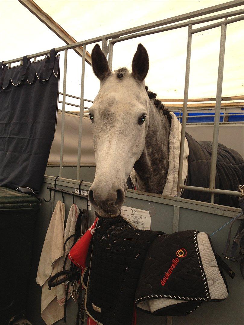 Holstener TIME 4 U - Time i boksen til CSI** i Norge:-) 3. stævne! Tak for en fantastisk oplevelse, min lille skat! billede 6