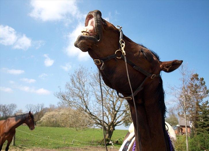 Dansk Varmblod Kananka skovgaard - 30.04.12 billede 12