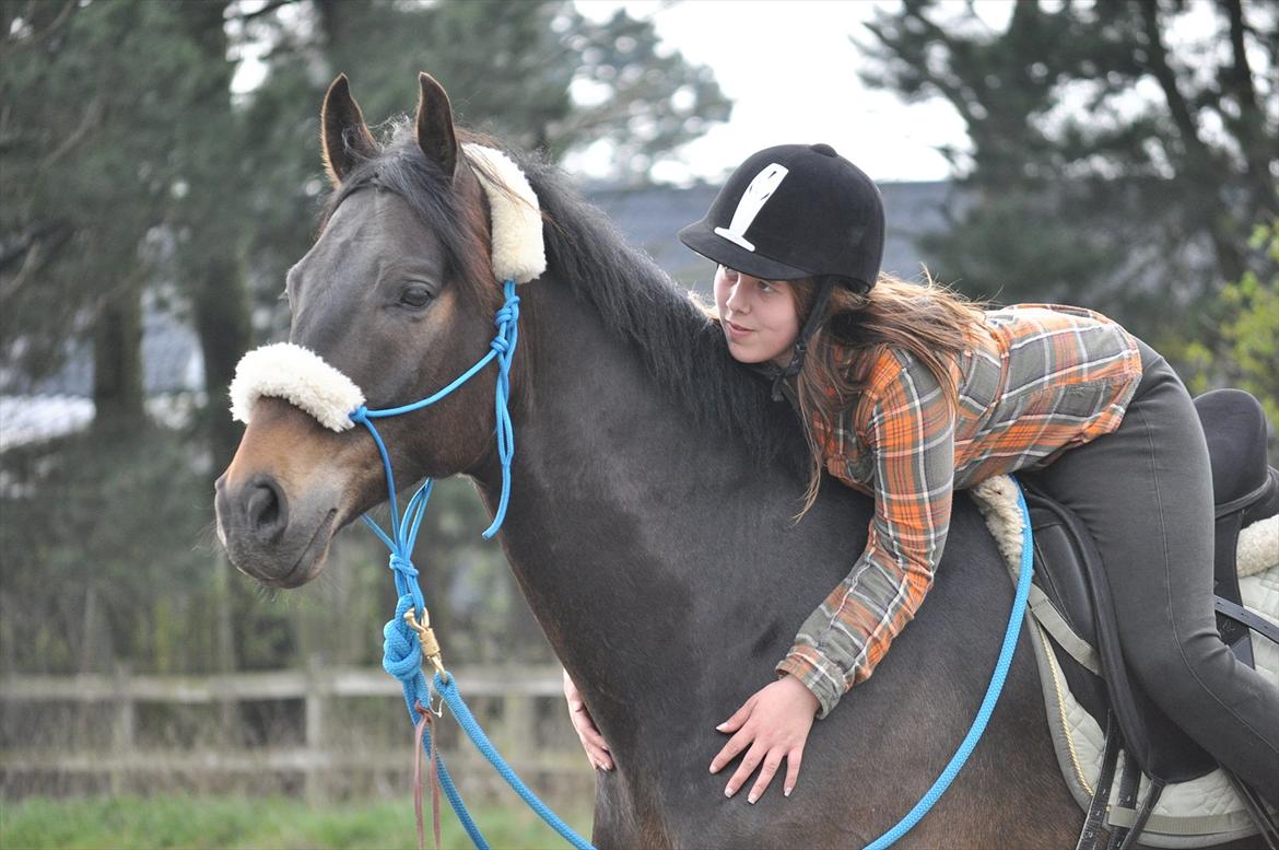 Dansk Varmblod Lillegård's Romario billede 12