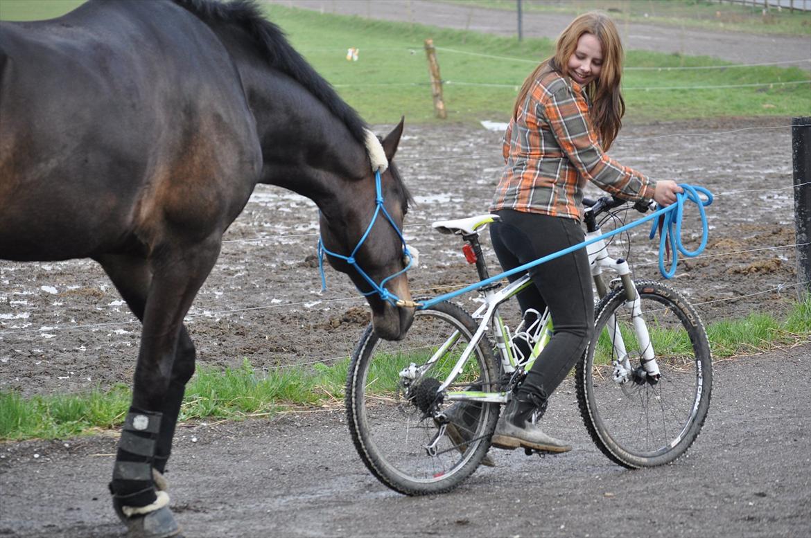 Dansk Varmblod Lillegård's Romario - tihi en cykel er vist noget nyt :P billede 14