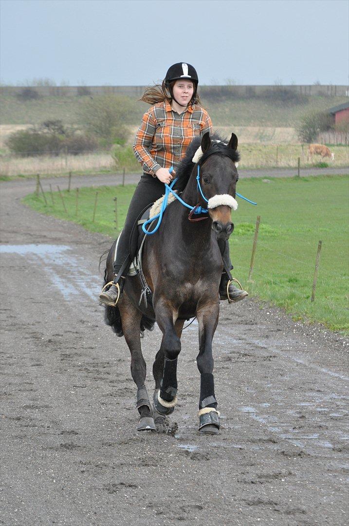 Dansk Varmblod Lillegård's Romario billede 16