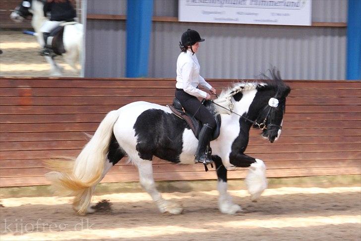 Tinker Catriona - Molly på Catriona til stævne i Viborg april 2012 billede 4