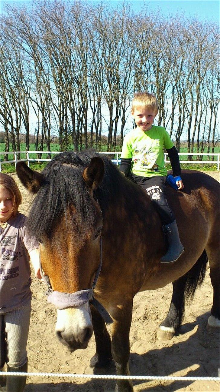 Nordsvensk Skovhest Lukas - Oliver og Lukas manden billede 17