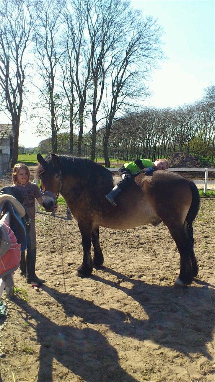 Nordsvensk Skovhest Lukas - Skønt med en hest der er så sej! billede 18