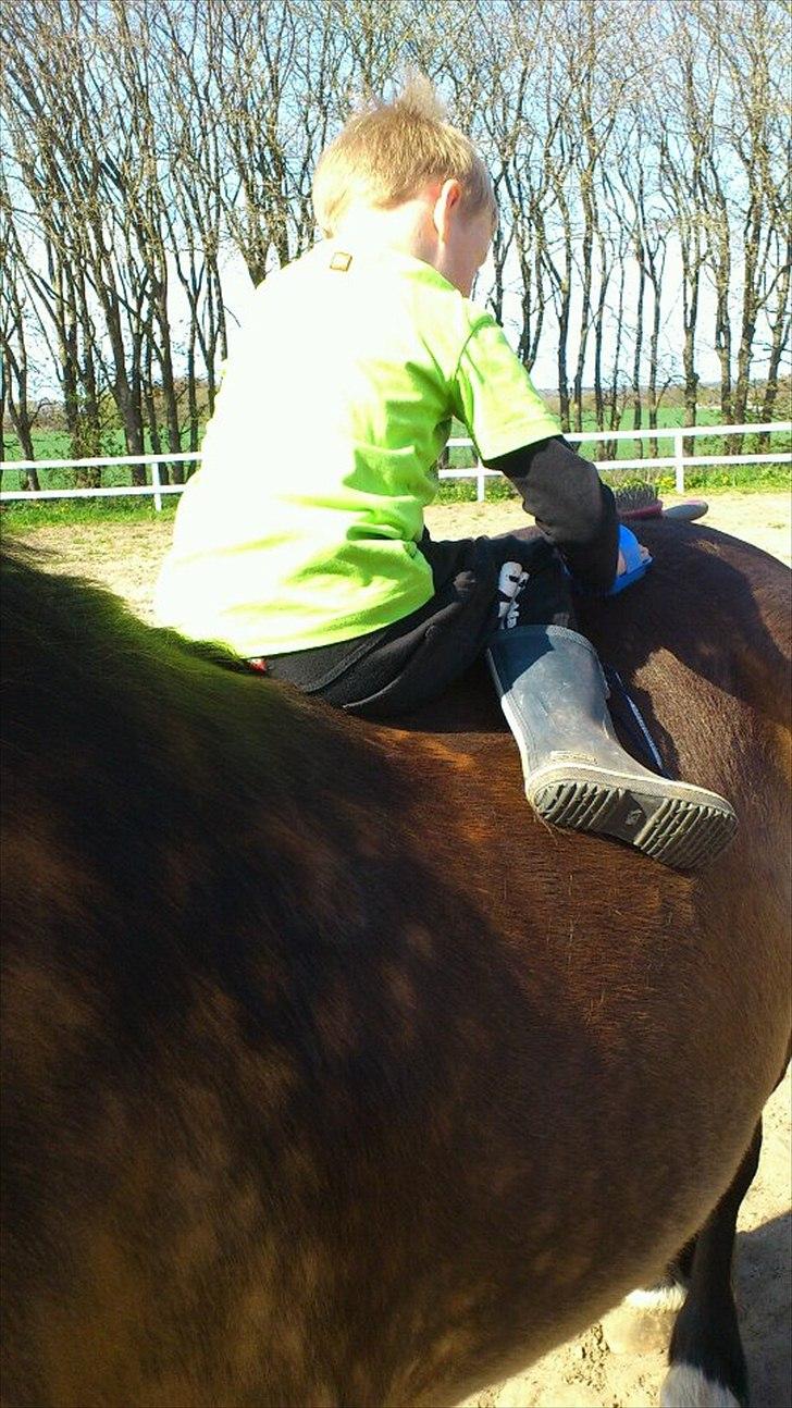 Nordsvensk Skovhest Lukas - Lukas nyder opmærksomheden og Oliver skal lige børste bagdelen ;) billede 19