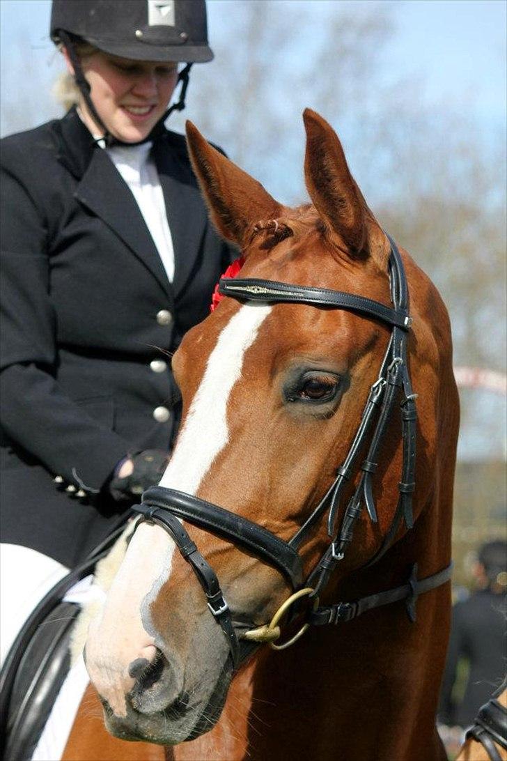 Hollandsk Varmblod Zirmatine - 28.04.2012 1. pladsen fra LC2, hun kan skam lidt dressur ;) Synes hun er så fin på det her billede :) Foto: Sofie Vester billede 5