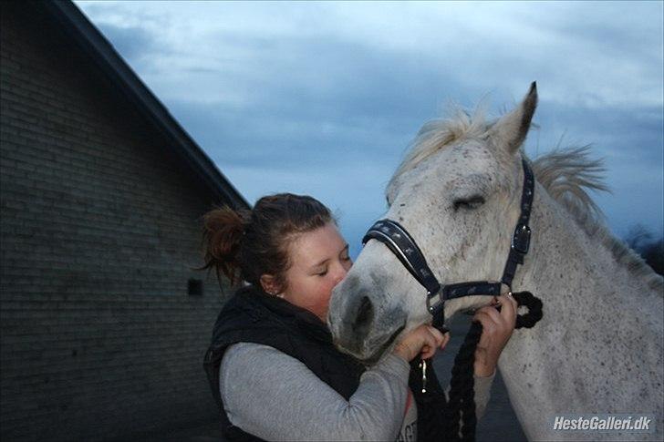 DSP Nordenhøjs Freja SOLGT billede 4