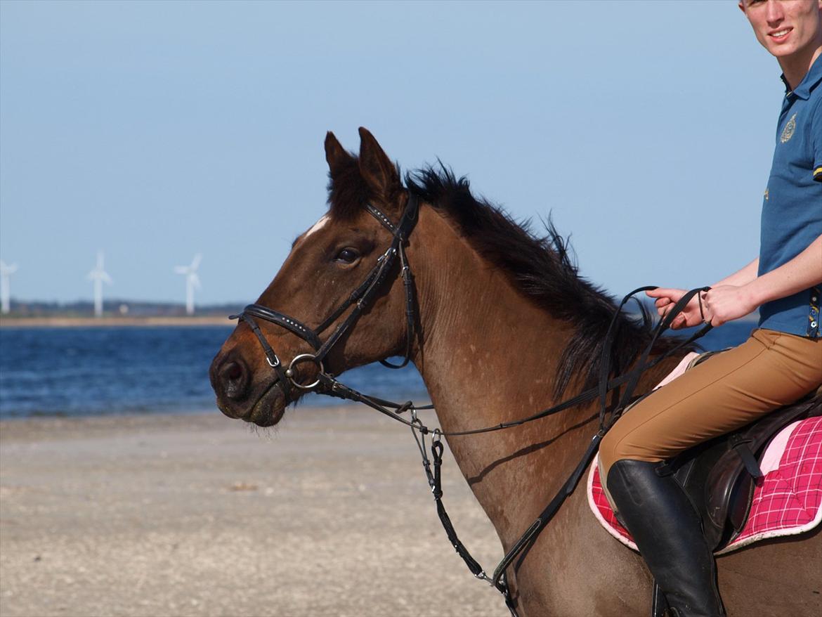 Anden særlig race Lady - 8. Lady ved vandet med min kæreste 2012 billede 8