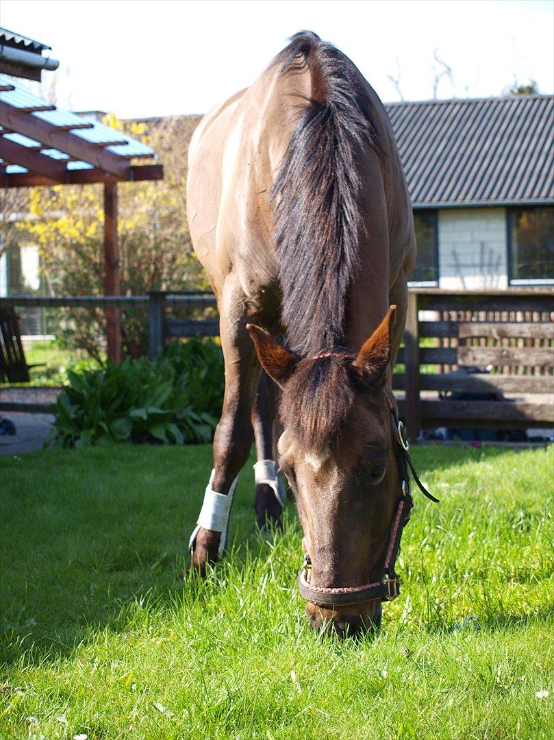 Anden særlig race Lady - 14. Lady i haven billede 14