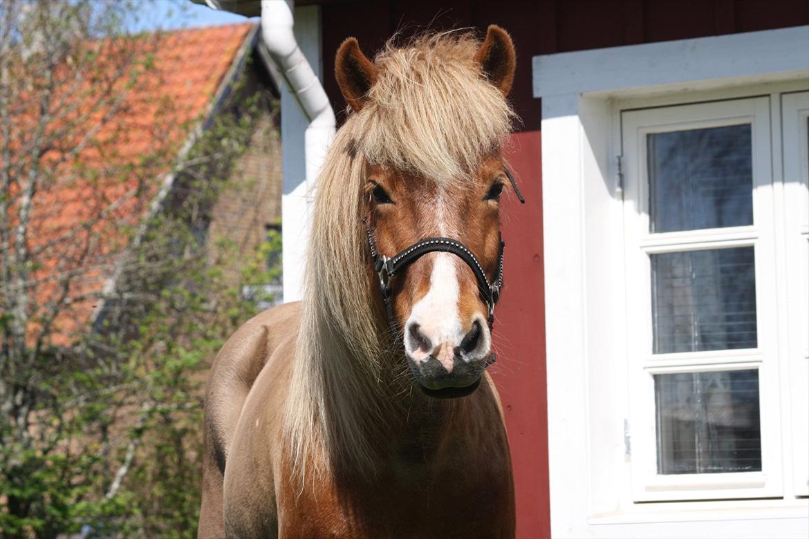 Islænder Katla fra Flintegården billede 11