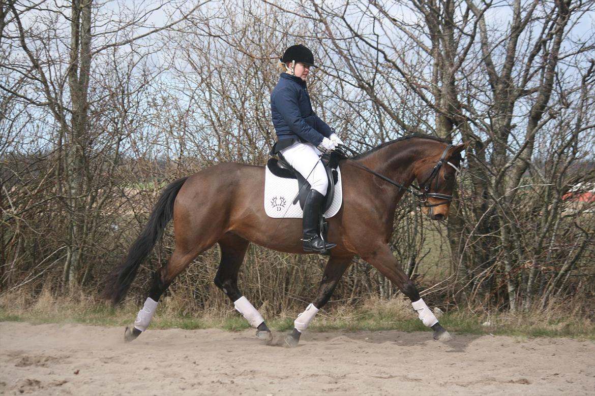 Trakehner Katalie Dyrhave billede 18