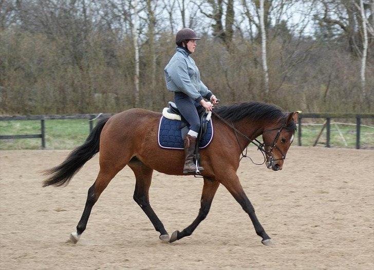 Dansk Varmblod Vida Linda - mar. 2012 billede 5