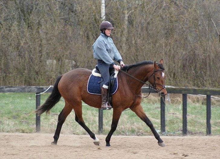 Dansk Varmblod Vida Linda - Dygtig pige - mar 2012 billede 2