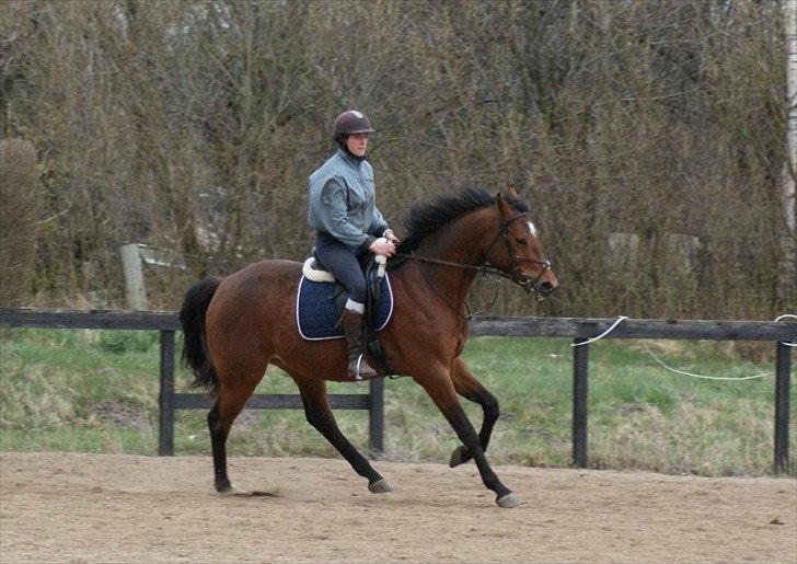 Dansk Varmblod Vida Linda - Dejlig galophest - mar 2012 billede 4